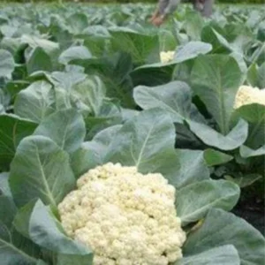 Live Cauliflower Plants - 4-6 Inch Vegetable Plants for Gardening