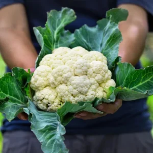 Live Cauliflower Plants - 4-6 Inch Vegetable Plants for Gardening
