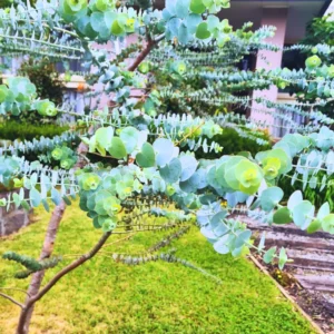 Live Eucalyptus Plant Silver Tree - Indoor/Outdoor Houseplant