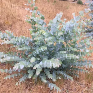 Live Eucalyptus Plant Silver Tree - Indoor/Outdoor Houseplant