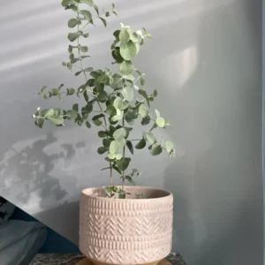 Live Eucalyptus Plant Silver Tree - Indoor/Outdoor Houseplant