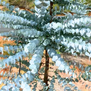 Live Eucalyptus Plant Silver Tree - Indoor/Outdoor Houseplant