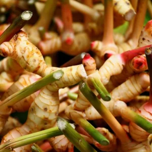 Live Ginger Plants - Set of 2 - Ready for Planting - Herbs Live for Growing