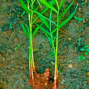 Live Ginger Plants - Set of 2 - Ready for Planting - Herbs Live for Growing