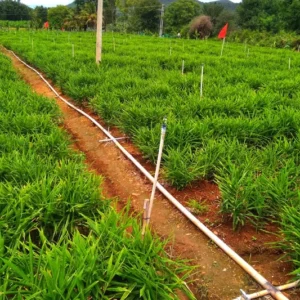 Live Ginger Plants - Set of 2 - Ready for Planting - Herbs Live for Growing