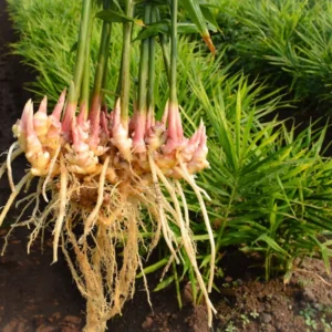 Live Ginger Plants Set of 3 - Well Rooted, Indoor/Outdoor Herb Growing