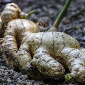 Live Ginger Plants Set of 3 - Well Rooted, Indoor/Outdoor Herb Growing