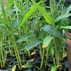 Live Ginger Plants Set of 3 - Well Rooted, Indoor/Outdoor Herb Growing