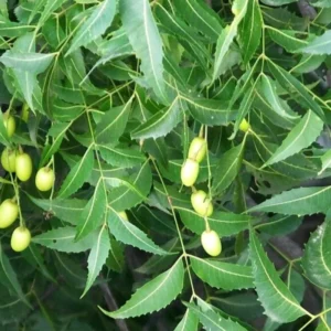 Live Neem Tree Plant - 8-12 Inch - Half Gallon Pot - Garden Ready