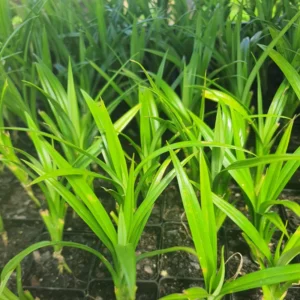 Live Pandan Plant 4-6 Inch - Well Rooted Pandan Herbs for Indoor & Outdoor Growing