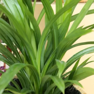 Live Pandan Plant 4-6 Inch - Well Rooted Pandan Herbs for Indoor & Outdoor Growing