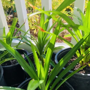 Live Pandan Plant 4-6 Inch - Well Rooted Pandan Herbs for Indoor & Outdoor Growing