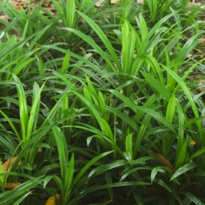 Live Pandan Plant 4-6 Inch - Well Rooted Pandan Herbs for Indoor & Outdoor Growing