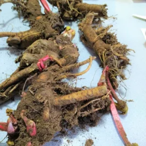 Live Rhubarb Root Plant (Pack of 5) - Red Rhubarb Roots for Planting