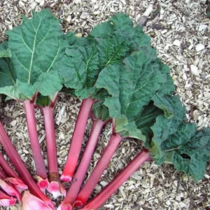 Live Rhubarb Root Plant (Pack of 5) - Red Rhubarb Roots for Planting