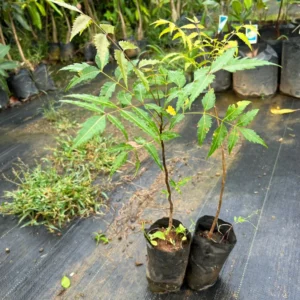 Live Tree - 8-12 Inch Potted Plant, Fast Growing Variety