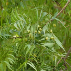 Live Tree - 8-12 Inch Potted Plant, Fast Growing Variety