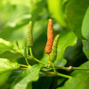 Long Pepper Plant Starter - Piper Longum, 4-6 Inch, No Pot