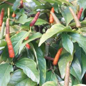 Long Pepper Plant Starter - Piper Longum, 4-6 Inch, No Pot