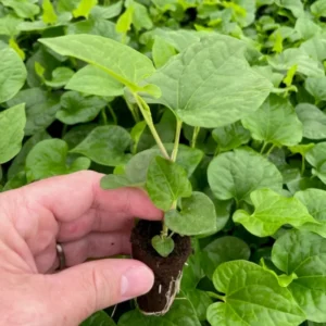 Long Pepper Plant Starter - Piper Longum, 4-6 Inch, No Pot