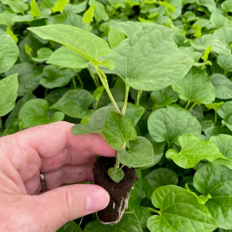 Long Pepper Plant Starter - Piper Longum, 4-6 Inch, No Pot