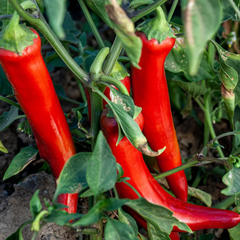 Long Thin Red Cayenne Pepper 2.5 Inch Vegetable Pepper Plant
