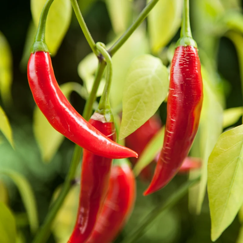 Long Thin Red Cayenne Pepper 2.5 Inch Vegetable Pepper Plant