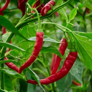 Long Thin Red Cayenne Pepper 2.5 Inch Vegetable Pepper Plant