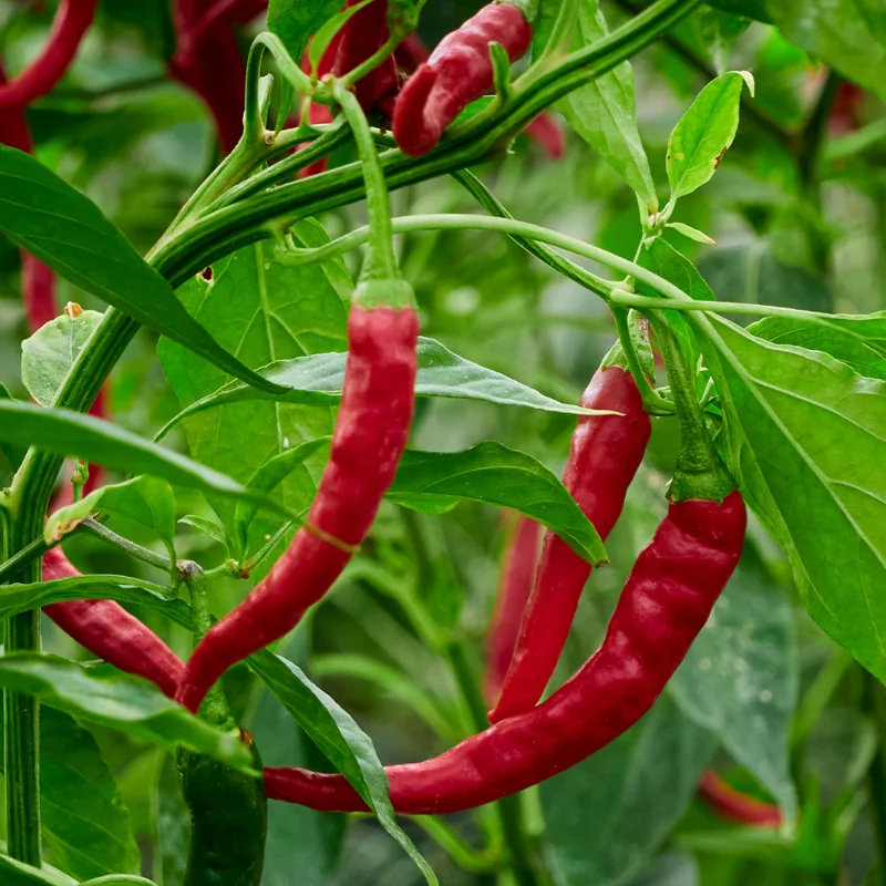 Long Thin Red Cayenne Pepper 2.5 Inch Vegetable Pepper Plant