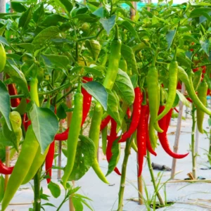 Long Thin Red Cayenne Pepper 2.5 Inch Vegetable Pepper Plant