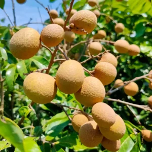 Longan Fruit Seeds - 20 Sweet Tropical Tree Seeds for Growing