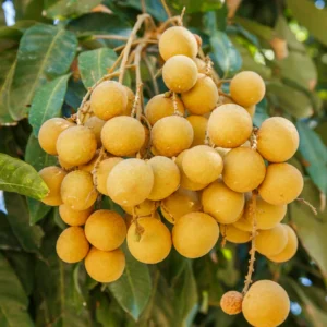 Longan Fruit Seeds - 20 Sweet Tropical Tree Seeds for Growing