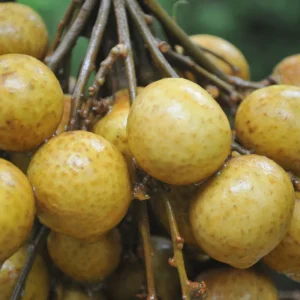 Longan Fruit Seeds - 20 Sweet Tropical Tree Seeds for Growing