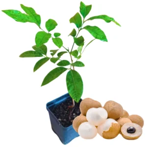 Longan Fruit Tree - Live Plant Potted 7-11 Inches For Garden