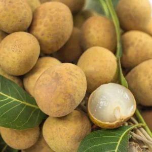 Longan Fruit Tree - Live Plant Potted 7-11 Inches For Garden