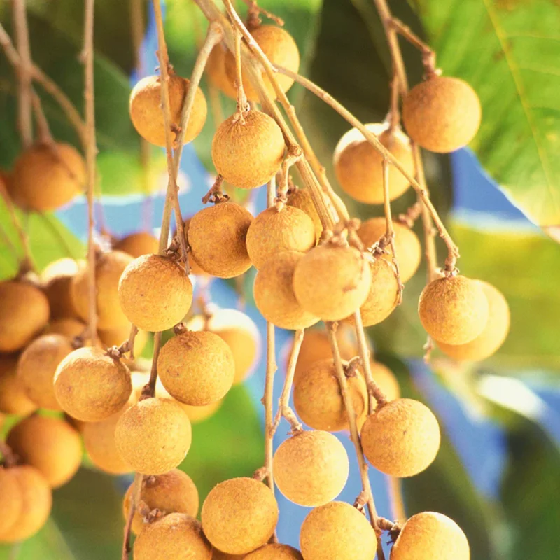 Longan Plant Live 8-12 Inch - Fruit Tree in 4 Inch Pot