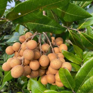 Longan Plant Live 8-12 Inch - Fruit Tree in 4 Inch Pot