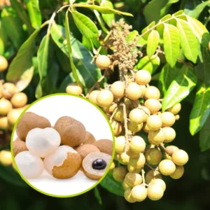 Longan Plant Live 8-12 Inch - Fruit Tree in 4 Inch Pot