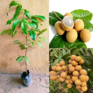Longan Plant Live 8-12 Inch - Fruit Tree in 4 Inch Pot