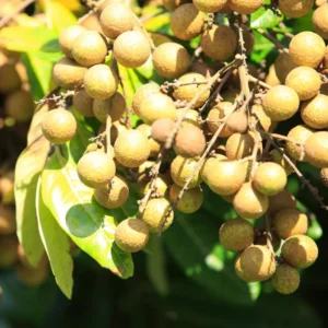 Longan Plant Live 8-12 Inch - Fruit Tree in 4 Inch Pot