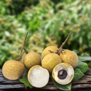 Longan Tree - Sweet Live Plant for Outdoor Garden Planting - 2 Ft Tall