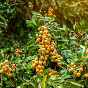 Longan Tree - Sweet Live Plant for Outdoor Garden Planting - 2 Ft Tall