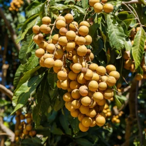 Longan Tree - Sweet Live Plant for Outdoor Garden Planting - 2 Ft Tall