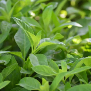Longevity Spinach Plants - Live Herb, 4-6 Inches, Easy Growing