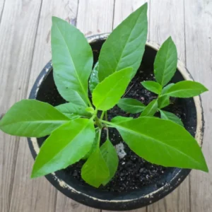 Longevity Spinach Plants - Live Herb, 4-6 Inches, Easy Growing