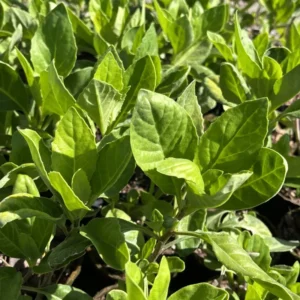 Longevity Spinach Plants - Live Herb, 4-6 Inches, Easy Growing