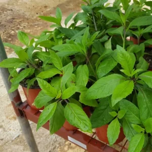 Longevity Spinach Plants - Live Herb, 4-6 Inches, Easy Growing