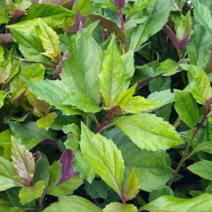 Longevity Spinach Plants Live - Pack of 3 Herb Plants 4-6 Inches