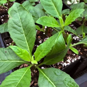 Longevity Spinach Plants Live - Pack of 3 Herb Plants 4-6 Inches