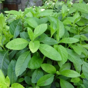 Longevity Spinach Plants Live - Pack of 3 Herb Plants 4-6 Inches